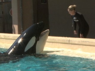 Orca Injury at SeaWorld Spurs PETA Complaint