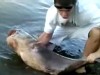 VIDEO: 85 lb Catfish Caught in Nebraska