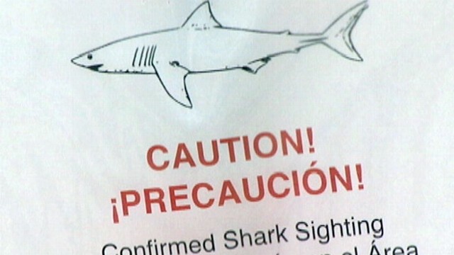 VIDEO: Shark Sighting at Santa Barbara, California Beach