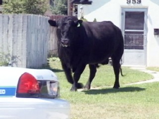 Runaway Bull Clears Playground