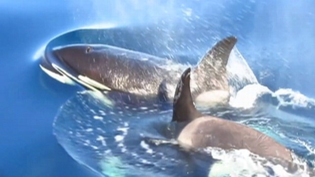 VIDEO: Group of whale watchers glimpse pod of Orcas near Dana Point.