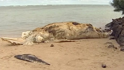 Smelly Whale Carcass Angers Hawaiians Video - Abc News