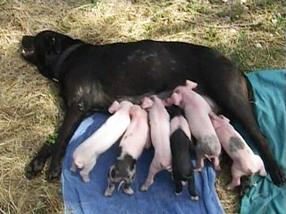 Piglet Pack Nurses On Mama Dog