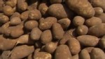Video: Tiny bug threatens Colorado potato crops.
