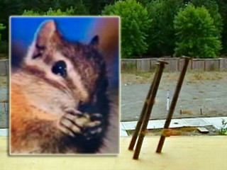 Chipmunks Killed In Nail Gun Shooting