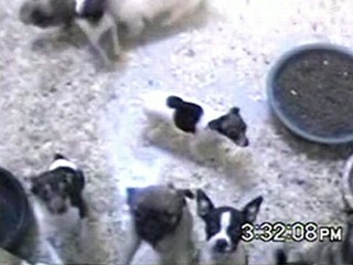 Puppy Mill Raid Reveals Awful Conditions