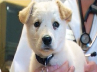 Lucky Dog: Puppy Survives Shot To The Face