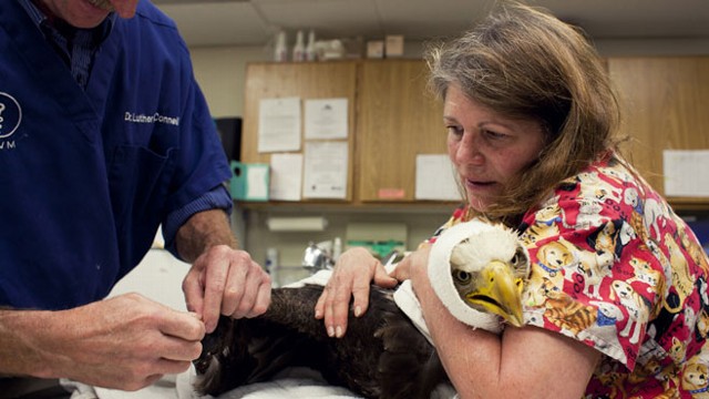 VIDEO: Bald Eagles Life Saved by Good Samaritan