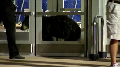 PHOTO: Bear walks into Pittsburgh Mills Mall