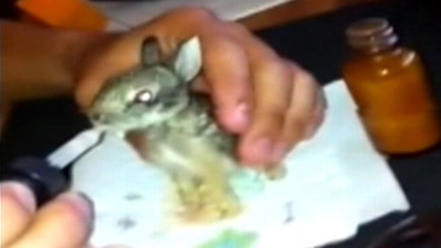 VIDEO: Joshua Bisnar bottle fed four bunnies for two months before placing them in a wildlife refuge.