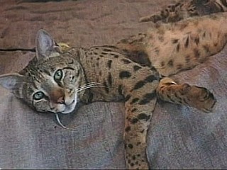 Family Reunited With Rare Cat