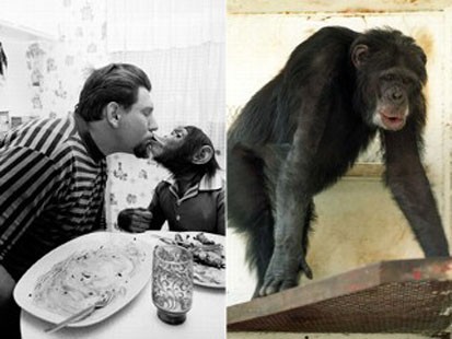 owner and chimpanzee