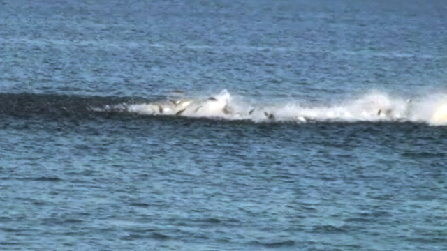 PHOTO: Shark feeding frenzy