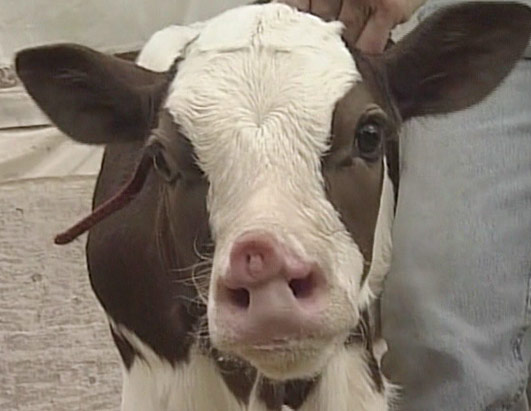 Calf