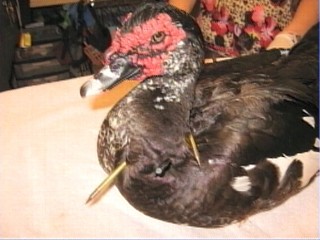 Duck Shot With Crossbow Arrows
