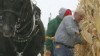 VIDEO: Hand Cornhusking Contest