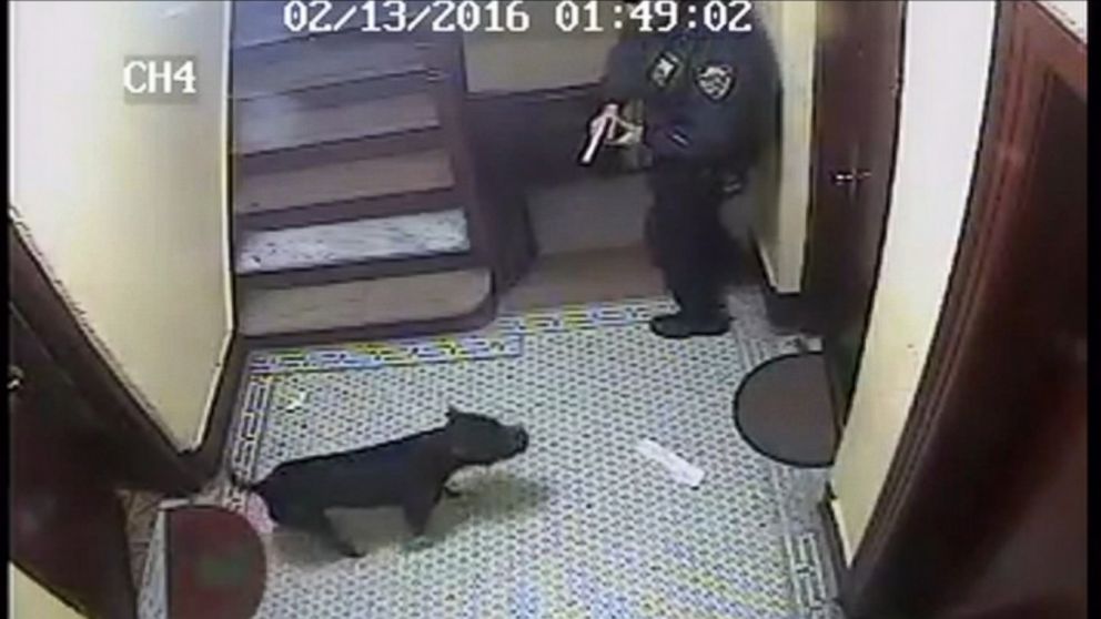 Graphic Video Shows NYPD Cop Shooting Dog at Point-Blank Range - ABC News