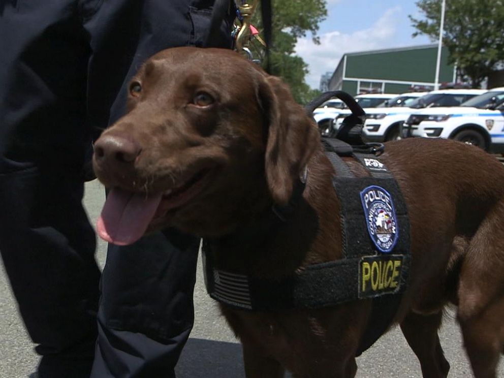 PHOTO: Some NYPD bomb sniffing dogs are specially trained to detect suicide vests or bombs on the move.