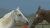 Horse Tripping Banned in Arizona
