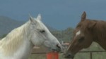 Horse Tripping Banned in Arizona