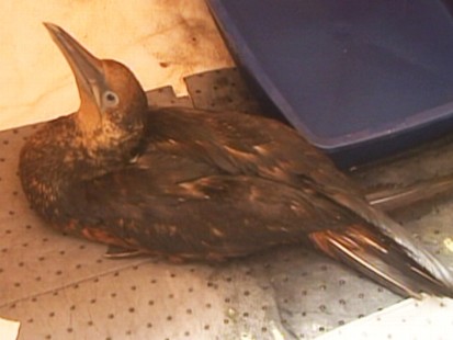 VIDEO: Oily Bird Recovered in Louisiana