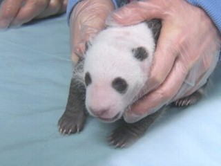Watch: San Diego Zoo's Baby Panda Bear Cub Gets Checkup