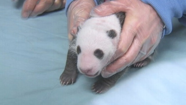 VIDEO: San Diego Zoos Baby Panda Bear Cub Gets Checkup