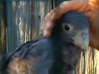 Parrots Decapitated in CO Backyard