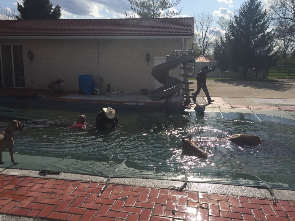 Pastor Lawrence Bishop II saves his horse trapped in the deep end of a swimming pool.