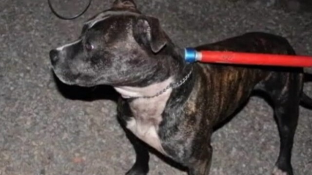 911 Call: Man Finds Dad Killed by Dog