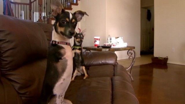 VIDEO: Moose and Maverick, born without front legs, were rescued by a veterinarian in Texas.