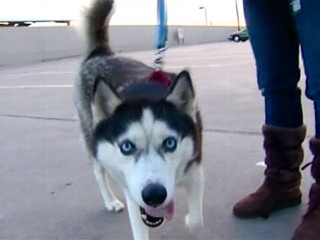 Family Reunited With Lost Dog After Four Years