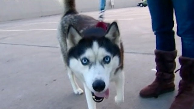 PHOTO: China, a Siberian Husky, was reunited with her family in Saginaw, Texas, Oct. 1, 2012, after going missing for two years.