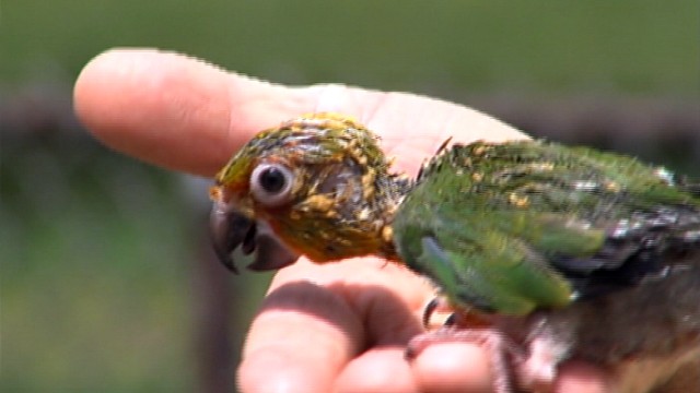 PHOTO: Approximately 300 parrots worth an estimated $150,000 were stolen from Richard and Sandra Kortz's home in Ft. Meyers, Fla.
