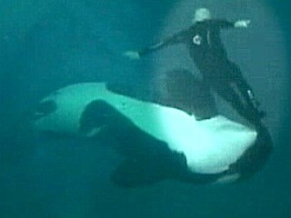 Sea World Whale Attack Video Released
