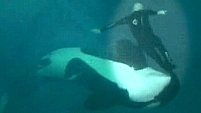 PHOTO: Footage of veteran trainer at Sea World who in 2006 was grabbed by his leg and dragged under water by a 5000-pound killer whale has just been released to the public.