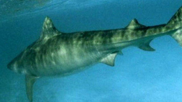 VIDEO: Mariko Haugen credits her martial arts training for scaring off the tiger shark in Maui.