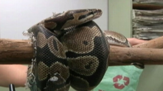 VIDEO: Father stops a snake trying to eat 1-year-old in his crib.