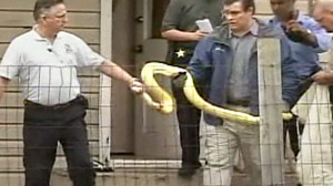 PHOTO An eight-foot family pet