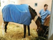 Barbaro