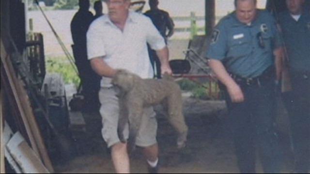 VIDEO: Escaped Baboon Captured
