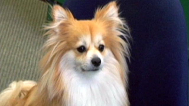PHOTO: Honey Bun the dog
