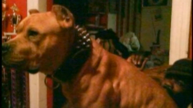 PHOTO:Â Brooklyn boy mauled to death by family dog