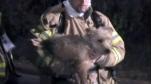 Dogs Saved From Burning House
