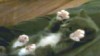 Video: This cute kitten video is dominating the web.