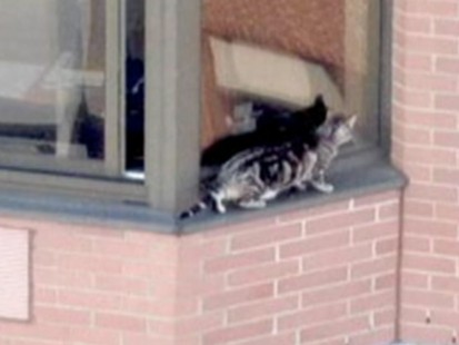 VIDEO: Lucky Cat Survives 36 story fall