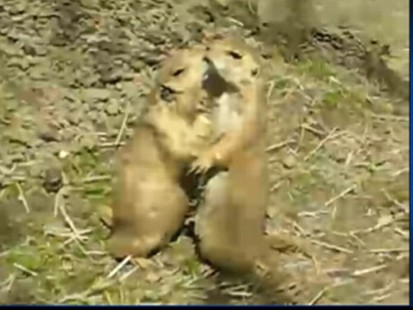 Video: Prairie dogs cuddle-up at the zoo.