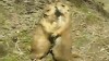 Video: Prairie dogs cuddle-up at the zoo.