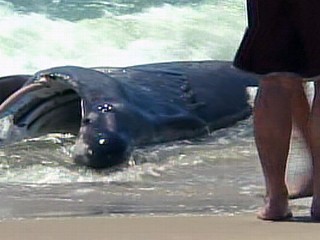 Giant Shark Washes Ashore On Long Island