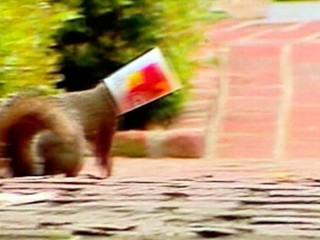 Squirrel Gets Stuck In Yogurt Cup